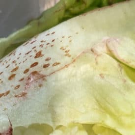 Russet spotting on lettuce can still be edible