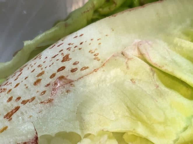 Russet spotting on lettuce can still be edible