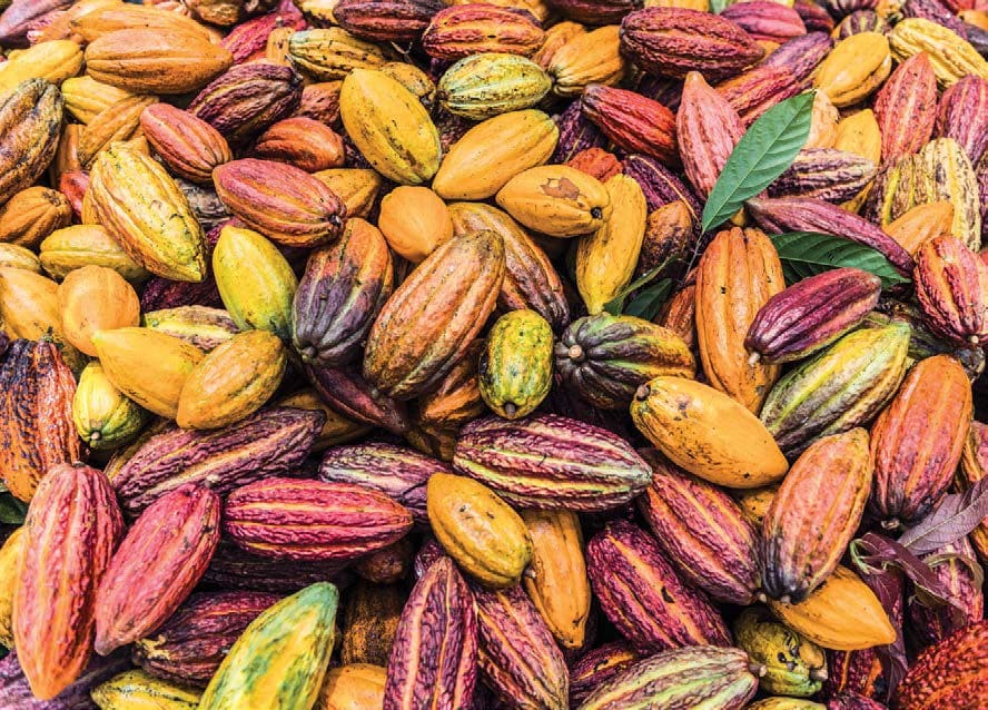 cacao pods