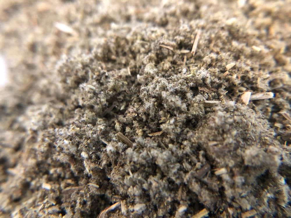 close-up view of fluffy rubbed sage