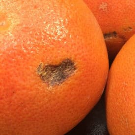 Dark scratch on grapefruit