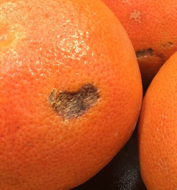 Dark scratch on grapefruit