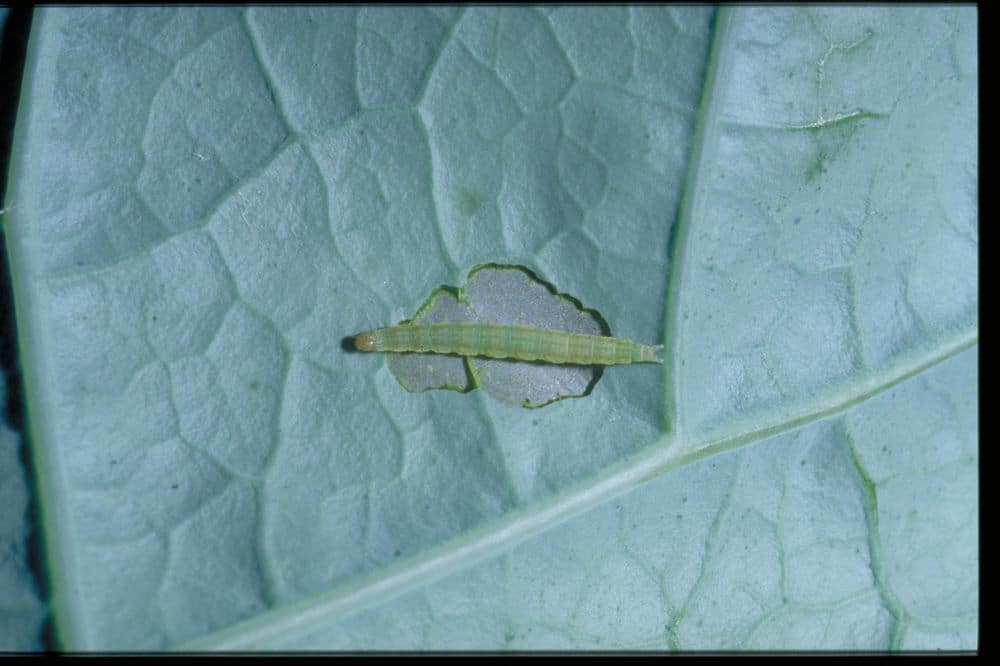 Diamondback moth caterpillar eats "window pane" style on a broccoli leaf