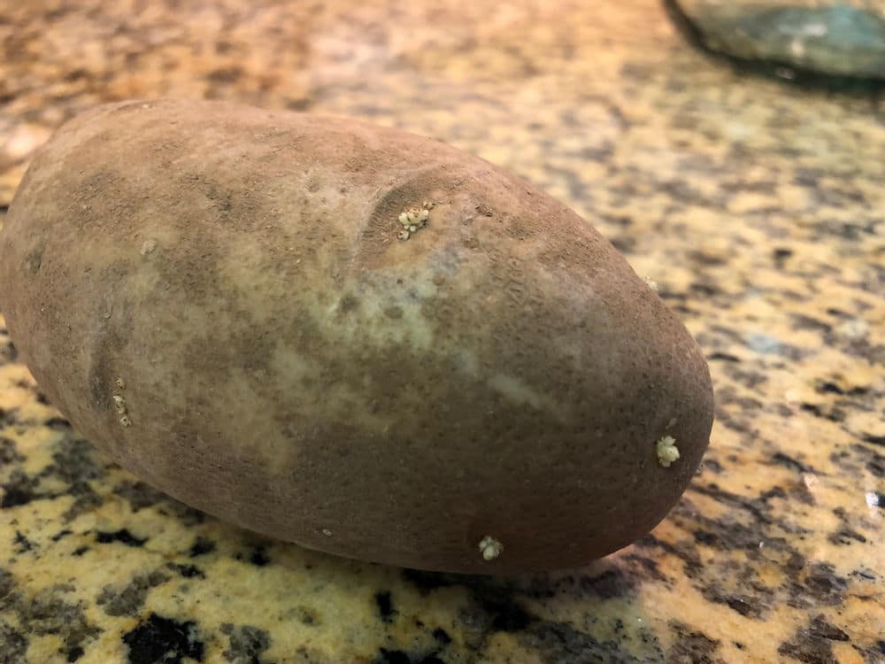 russet potato with small sprouts