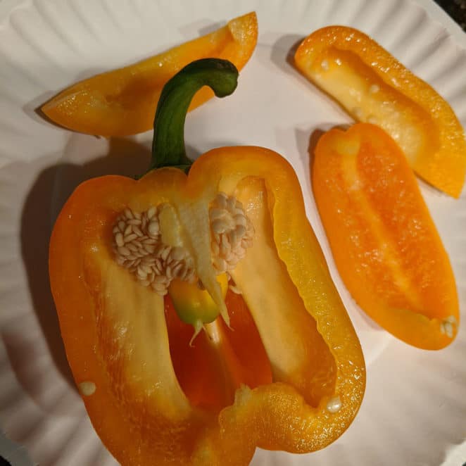 Water poured out of this orange pepper after it was cut open