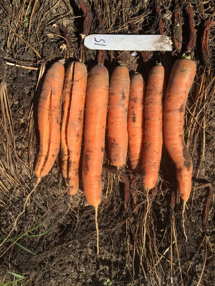 Split carrots