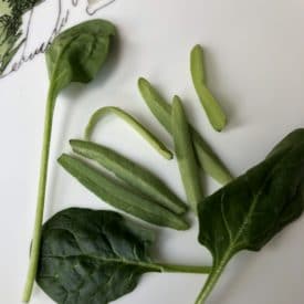 Long slender leaves in spinach clamshells aren't grass, but instead are early spinach leaves.