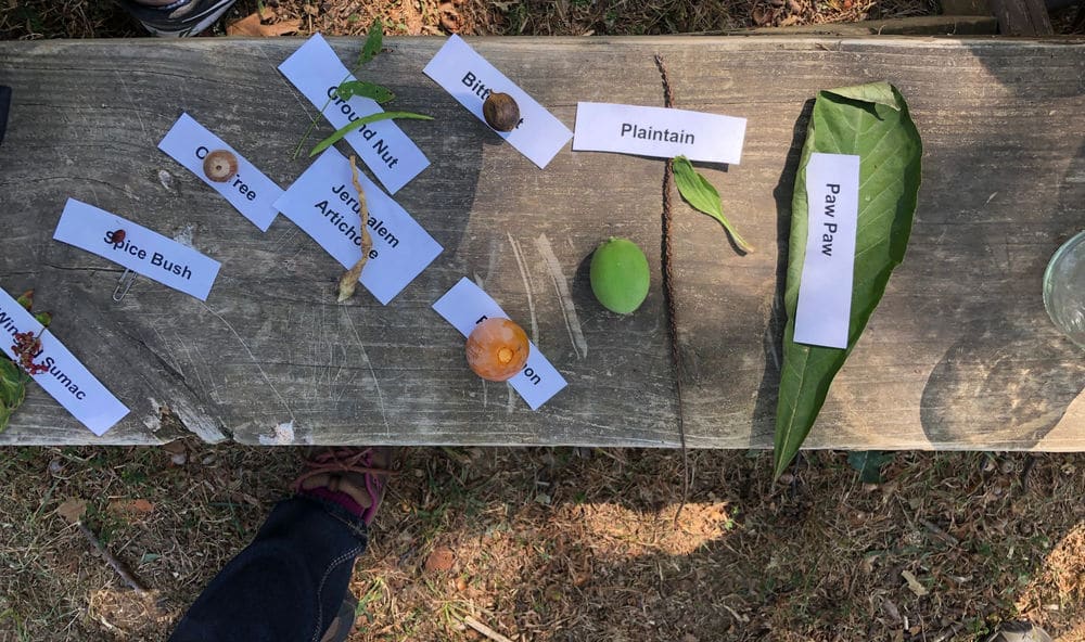 What can you eat in the forest? I spent a morning learning from experts