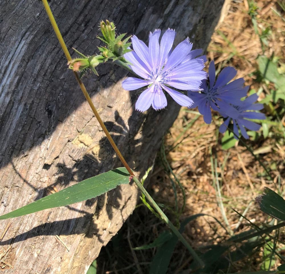 Chicory flower