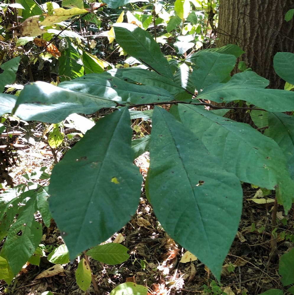 paw paw tree