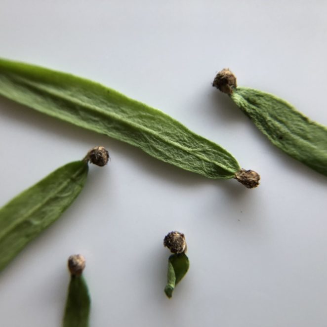 spinach seed hulls on cotyledons