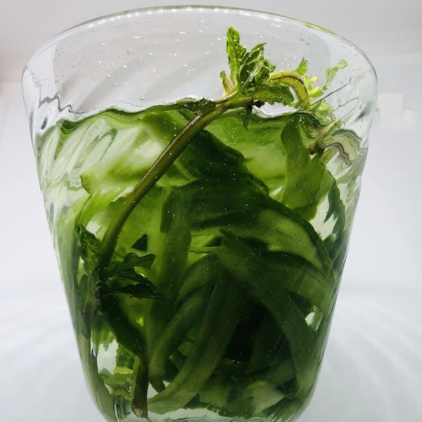 Cucumber peel and mint stem infused water