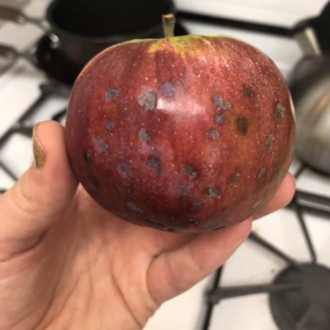 Bitter pit apple