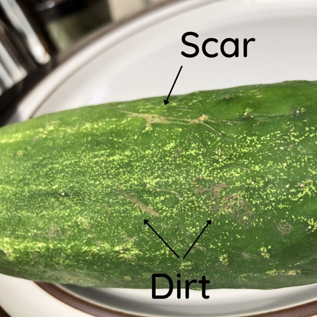 Cucumber with scar and dirt