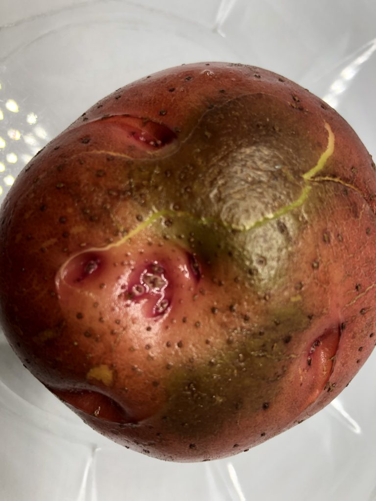 Dark patches on the red potato skin indicate green below