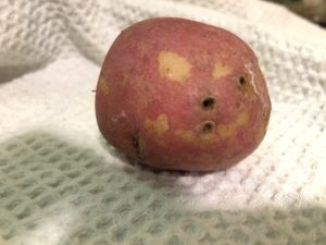 Dark holes on the outside of this potato appear to be infected and healed lenticels