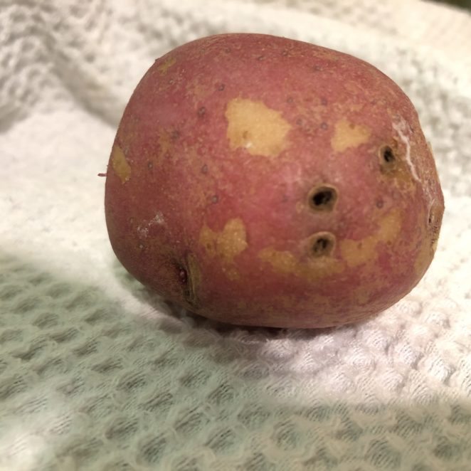 Dark holes on the outside of this potato appear to be infected and healed lenticels