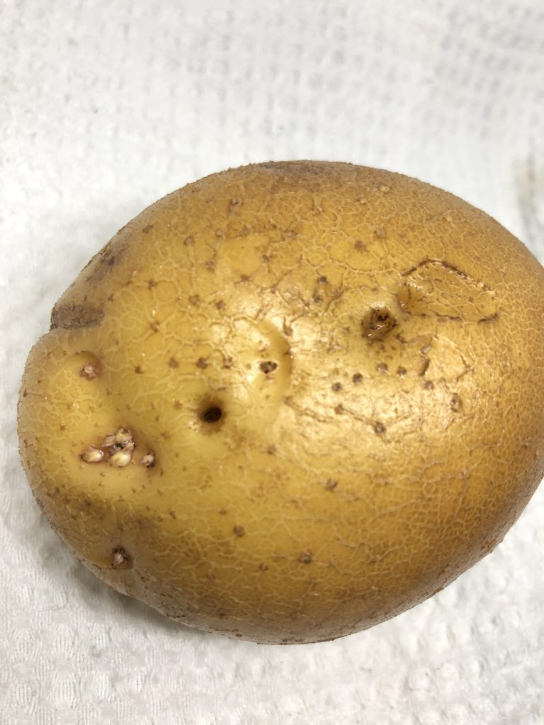 Potato with hole from wireworm