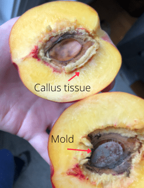 Peach pit with mold and callus tissue