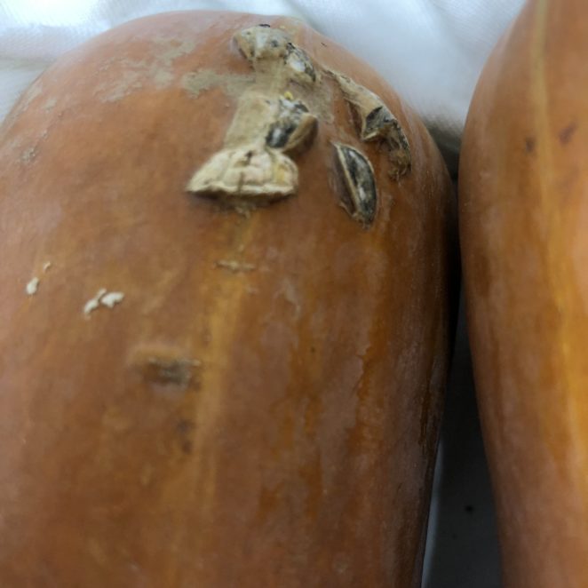 Woody bumps or "warts" on honeynut squash