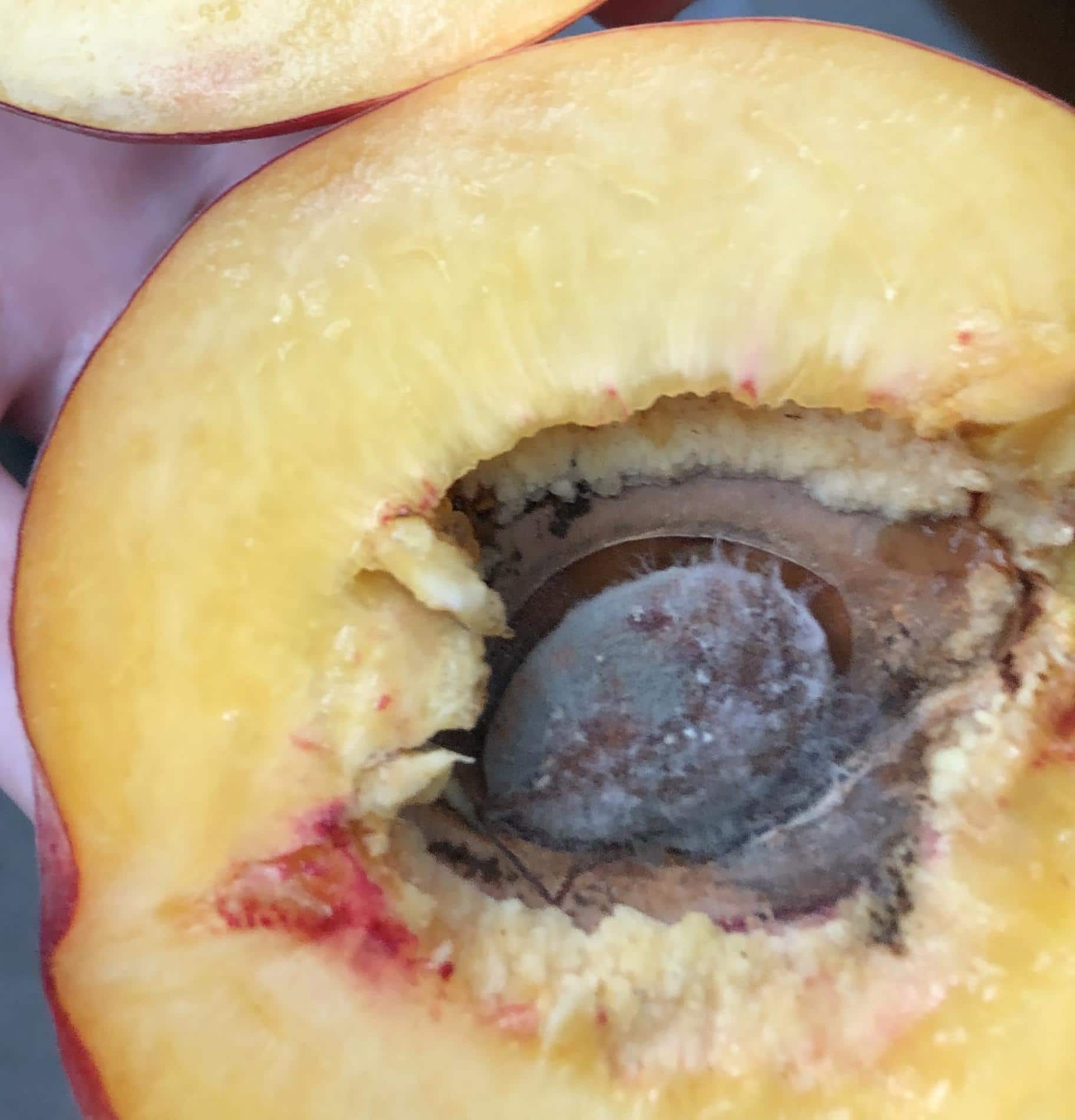 Moldy peach pit