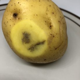 black bruise inside potato