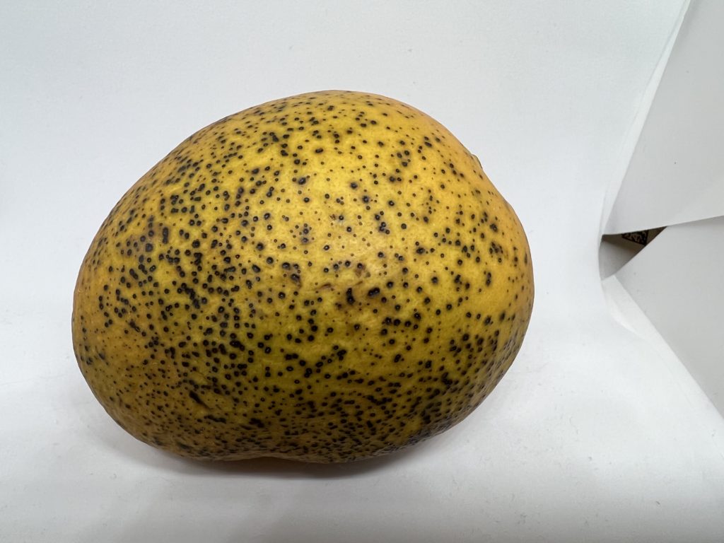 Mango covered in sunken black dots