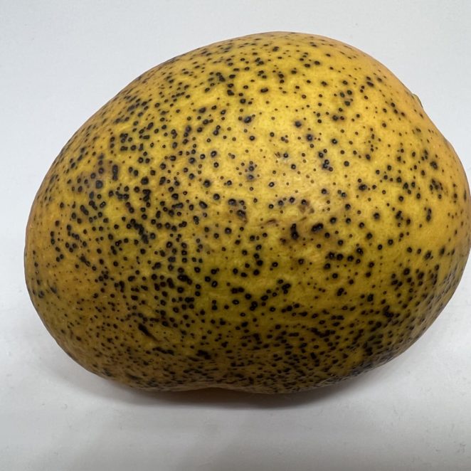 Mango covered in sunken black dots