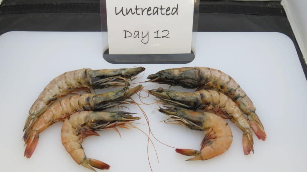 12-day-old shrimp melanosis