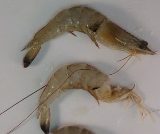 Fresh shrimp with melanosis