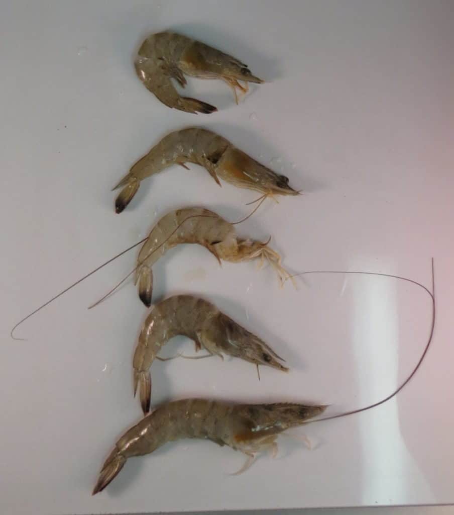 Fresh shrimp with early melanosis