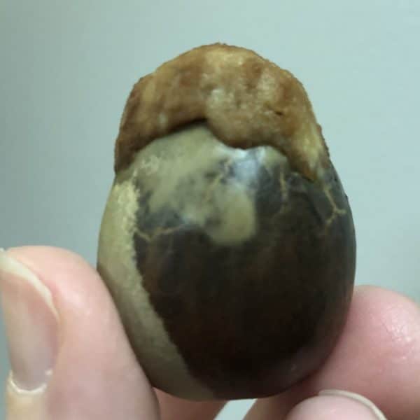 Avocado pit with flesh attached
