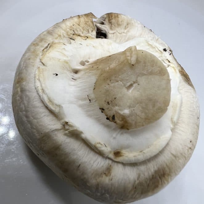 white stuff under mushroom cap