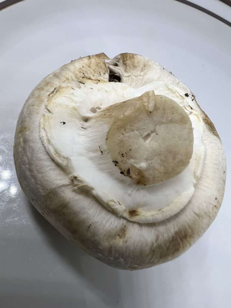 white stuff under mushroom cap
