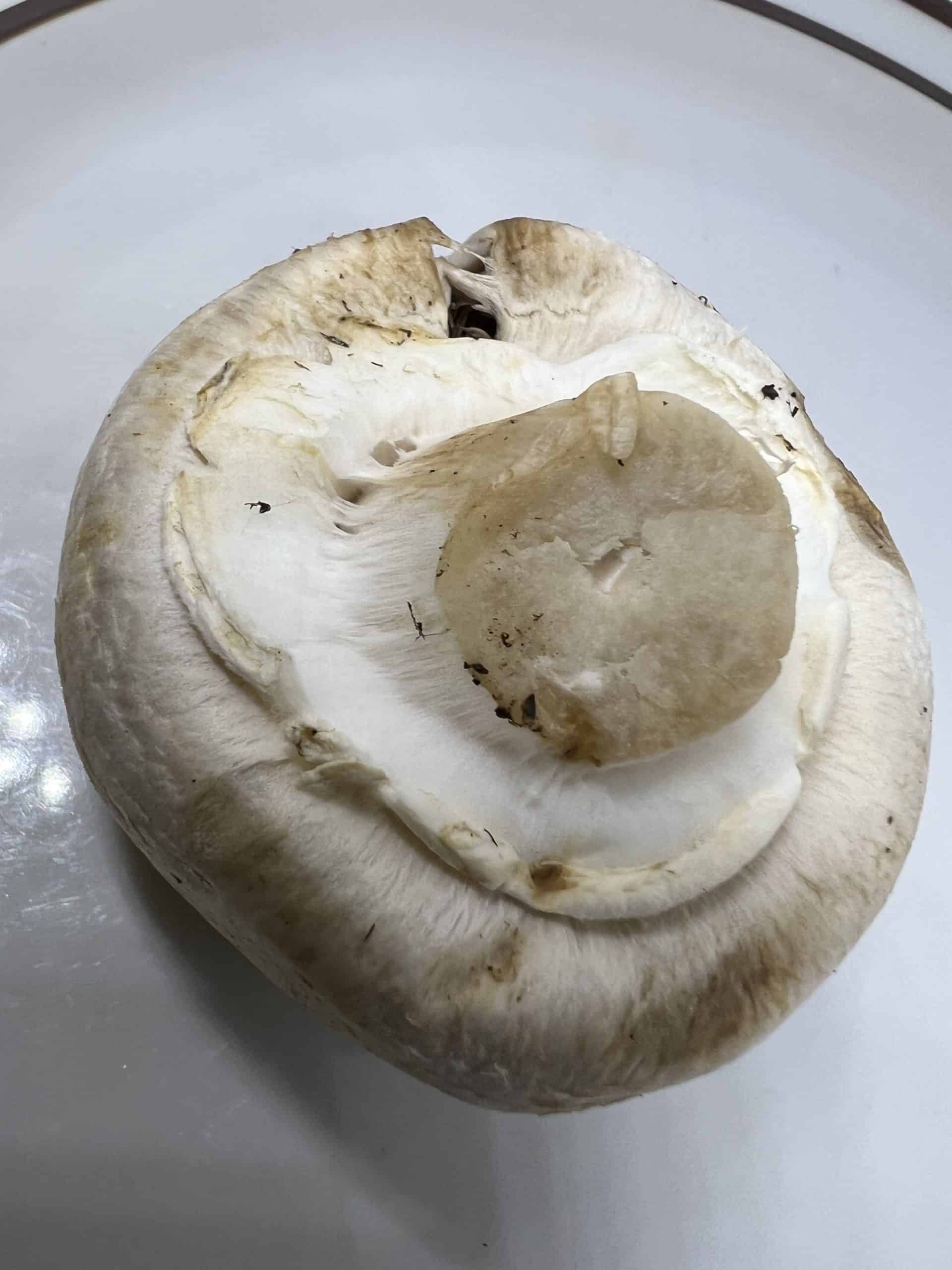 Prepacked mushrooms in a punnet covered with clear plastic