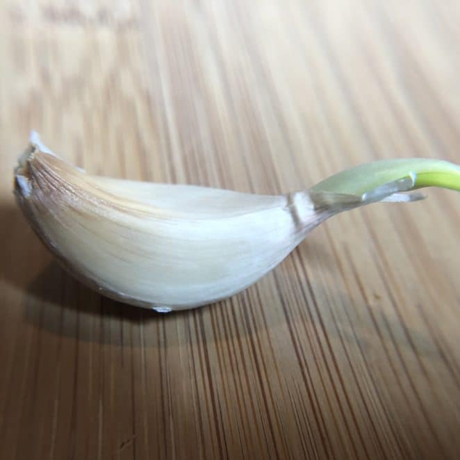 sprouted garlic