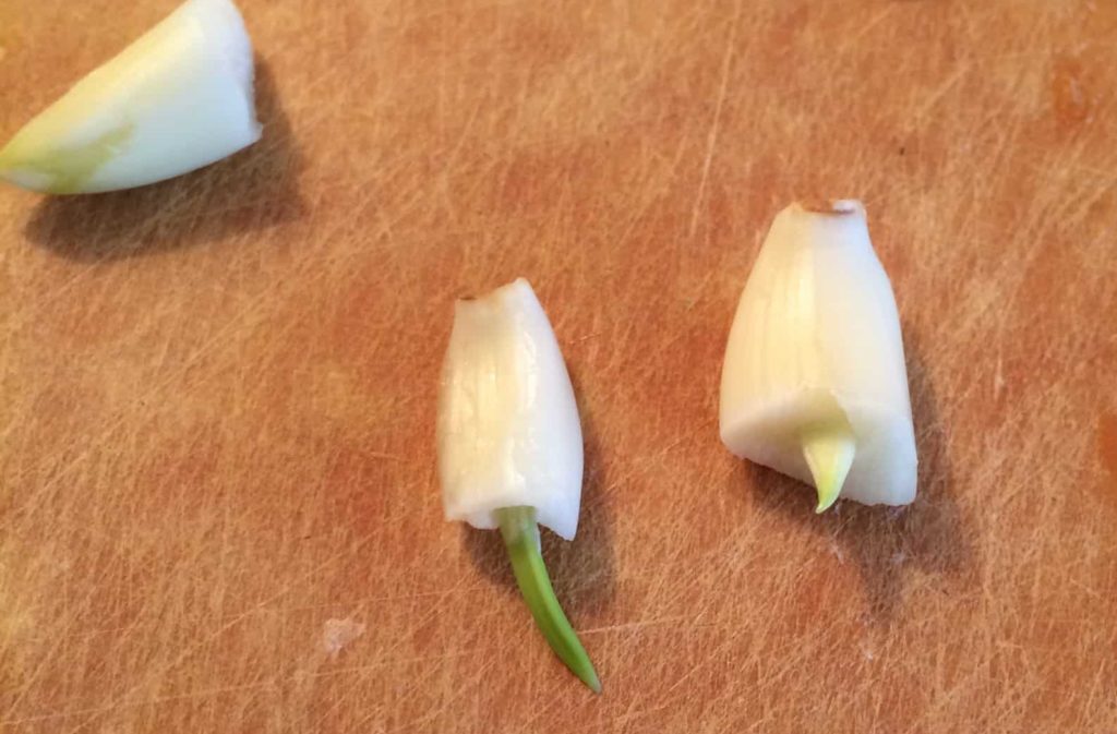 sprouting garlic cloves