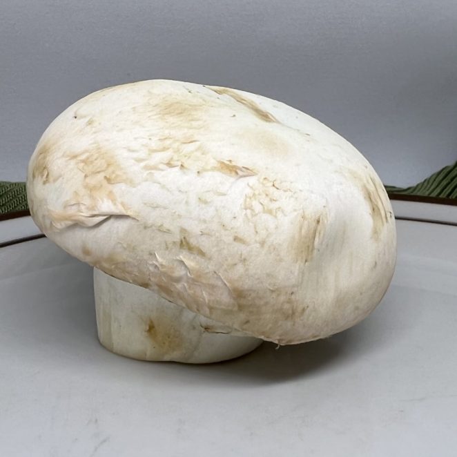 bruised mushroom