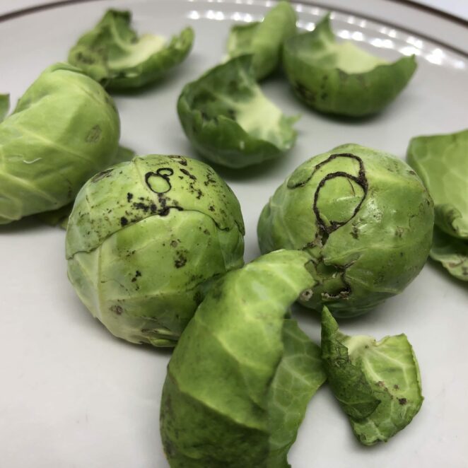 black areas on Brussels sprouts