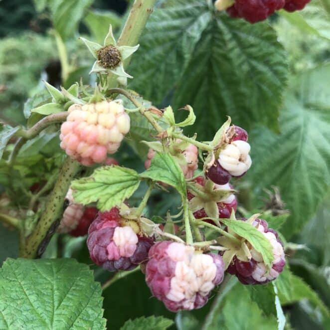 white areas on raspberry