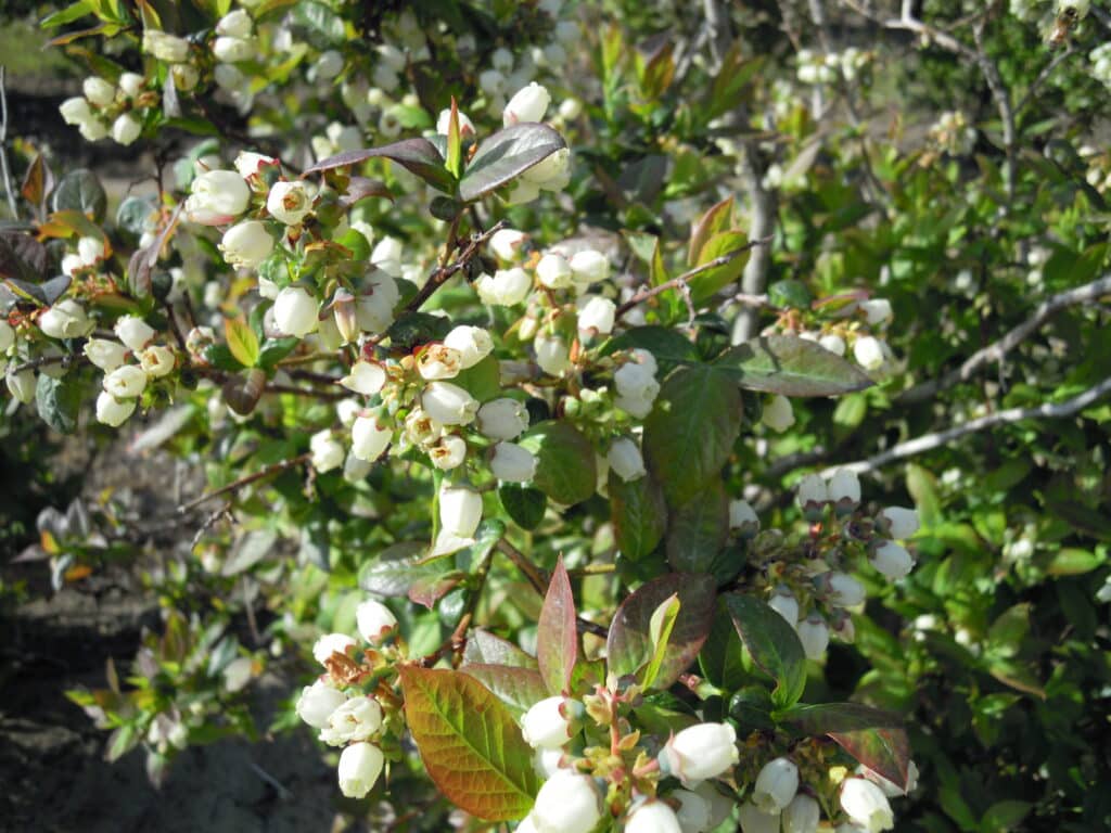 blueberry flowers