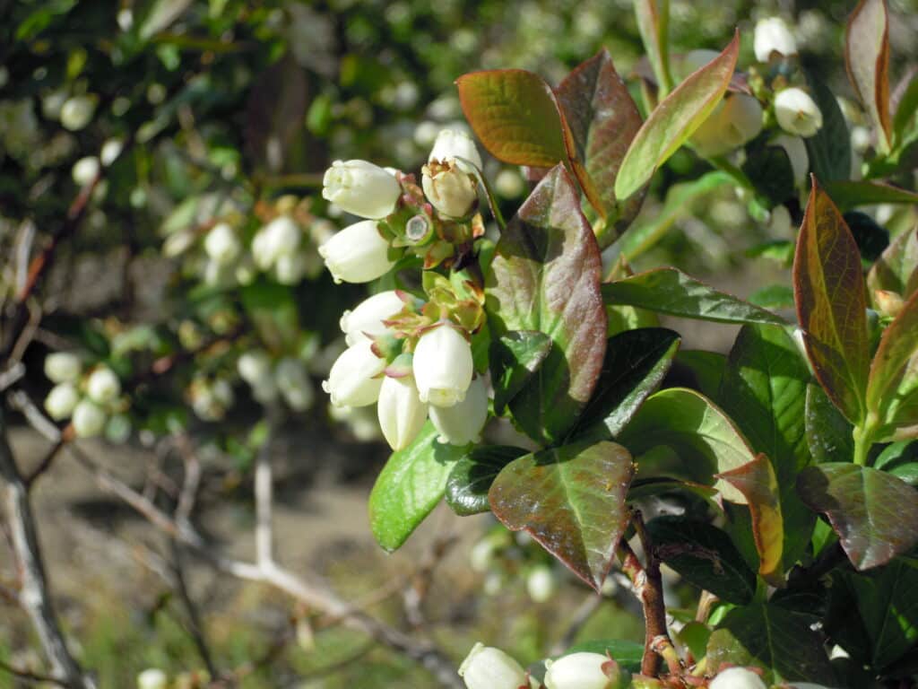 Blueberry flowers are bell-shaped.