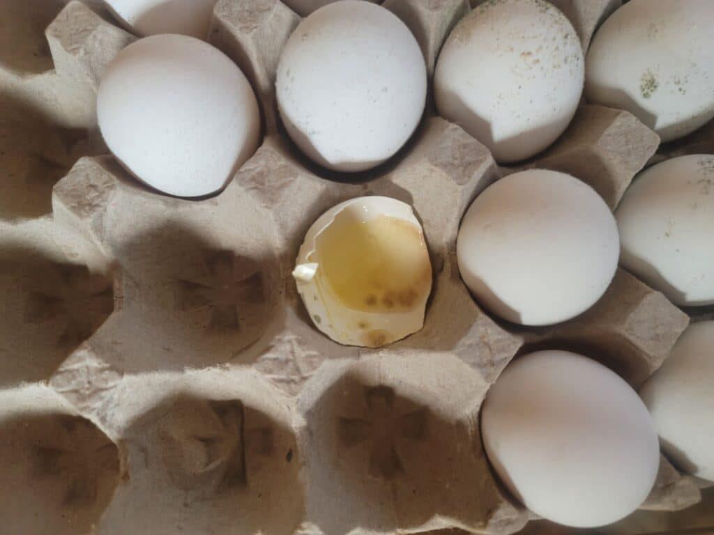 moldy eggs inside