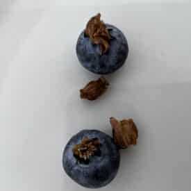Blueberries with dried petal tubes