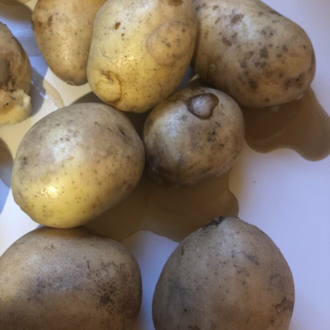 foaming, leaking rotting potatoes