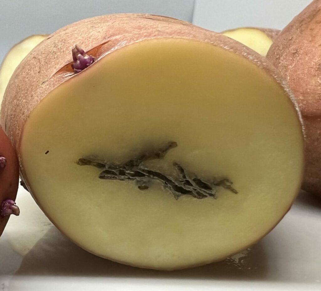 Black cavitation inside sprouting red potato