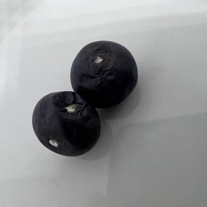 white mold on blueberries