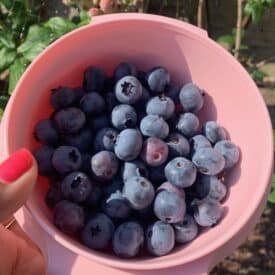 bloom on backyard blueberries