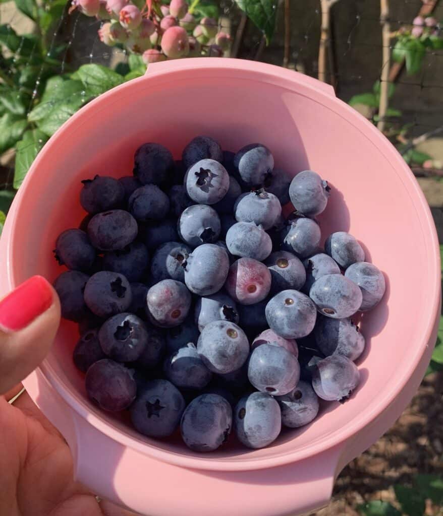bloom on backyard blueberries