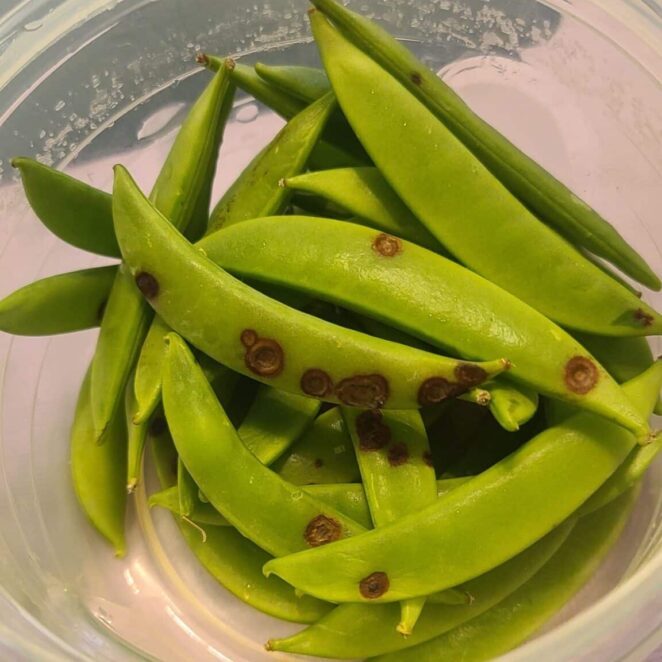 brown ringed spots on snap peas